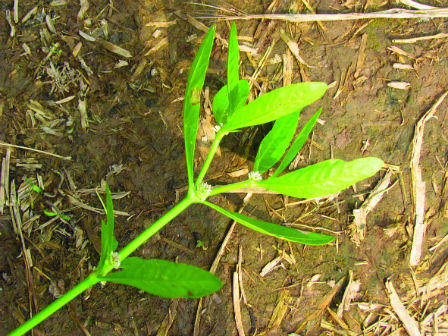 Hai thần y trị rắn cắn, cứu hàng nghìn người thoát chết